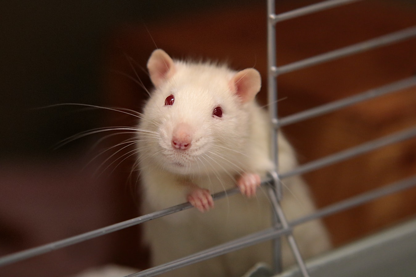 Scientists Discover Addiction Gene For Cocaine In Lab Rats