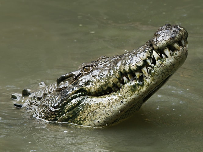 A crocodile sticking its head out of the water. The Krokodil drug name comes from this creature