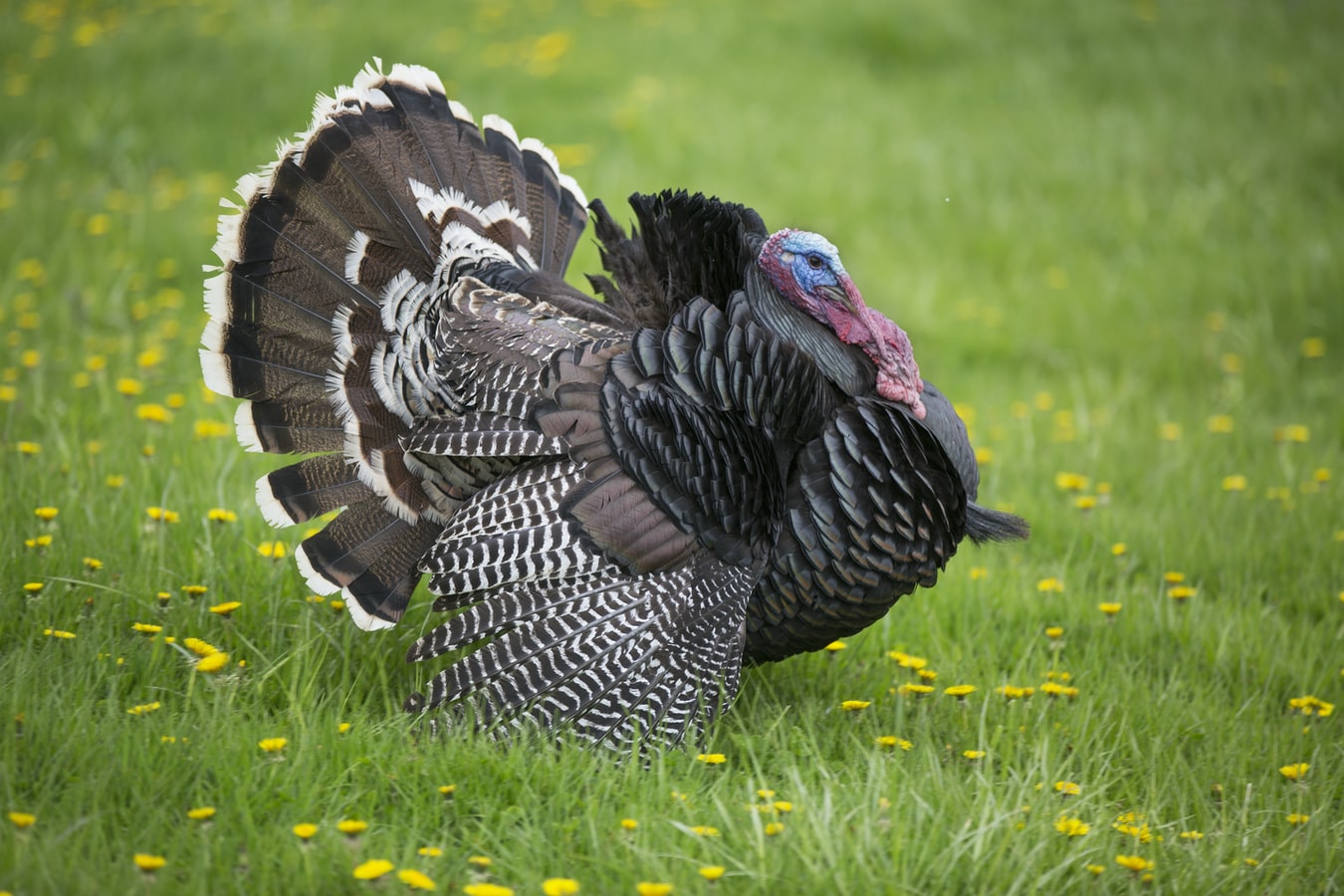 A turkey. The process of quitting substances abrubtly is called quitting cold turkey.