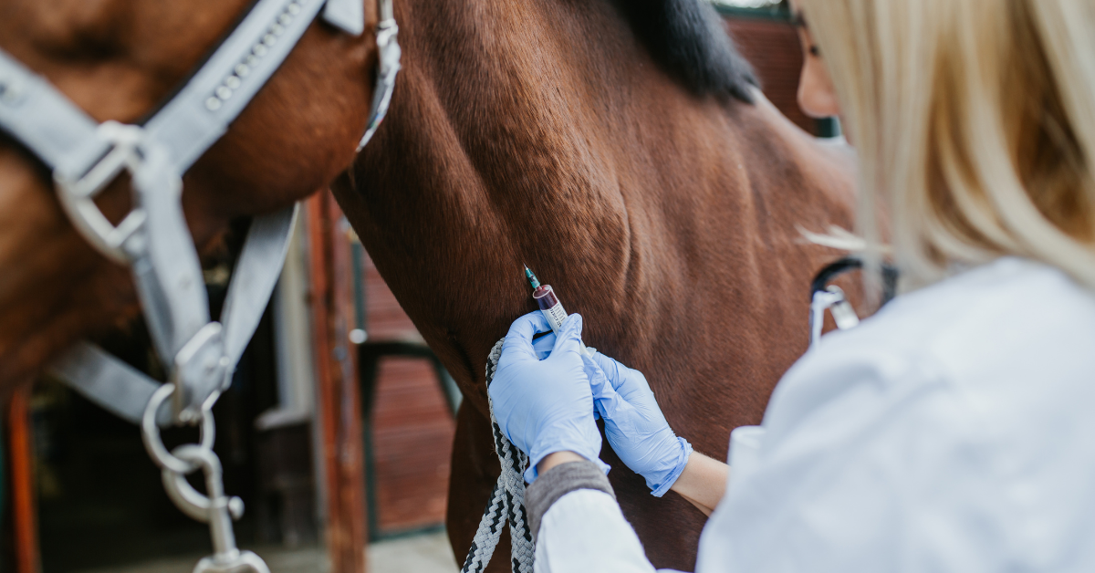 A female veterinarian gives a horse a tranquilizer called Xylazine, which some are now using to cut dangerous, recreational drugs like heroin and fentanyl.