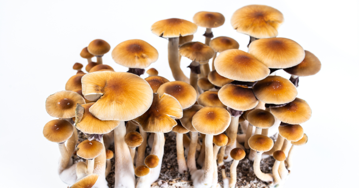 Psychedelic mushrooms as alternative therapies have been approved in Colorado with the passing of Proposition 122