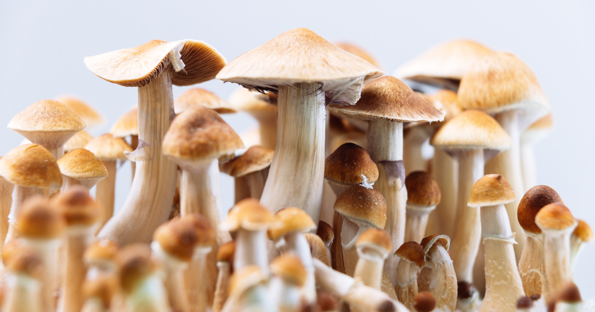 colorado is the second US state after Oregon to legalize psychedlic mushrooms