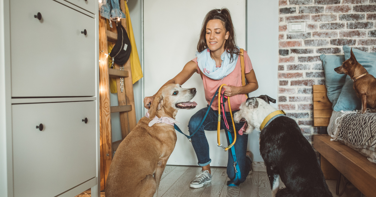 a pet sitter comes to walk a person's dogs while they're away at drug or alcohol rehab