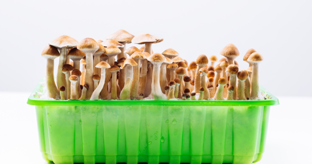 psychedelic mushroom possession is now decriminalized in colorado