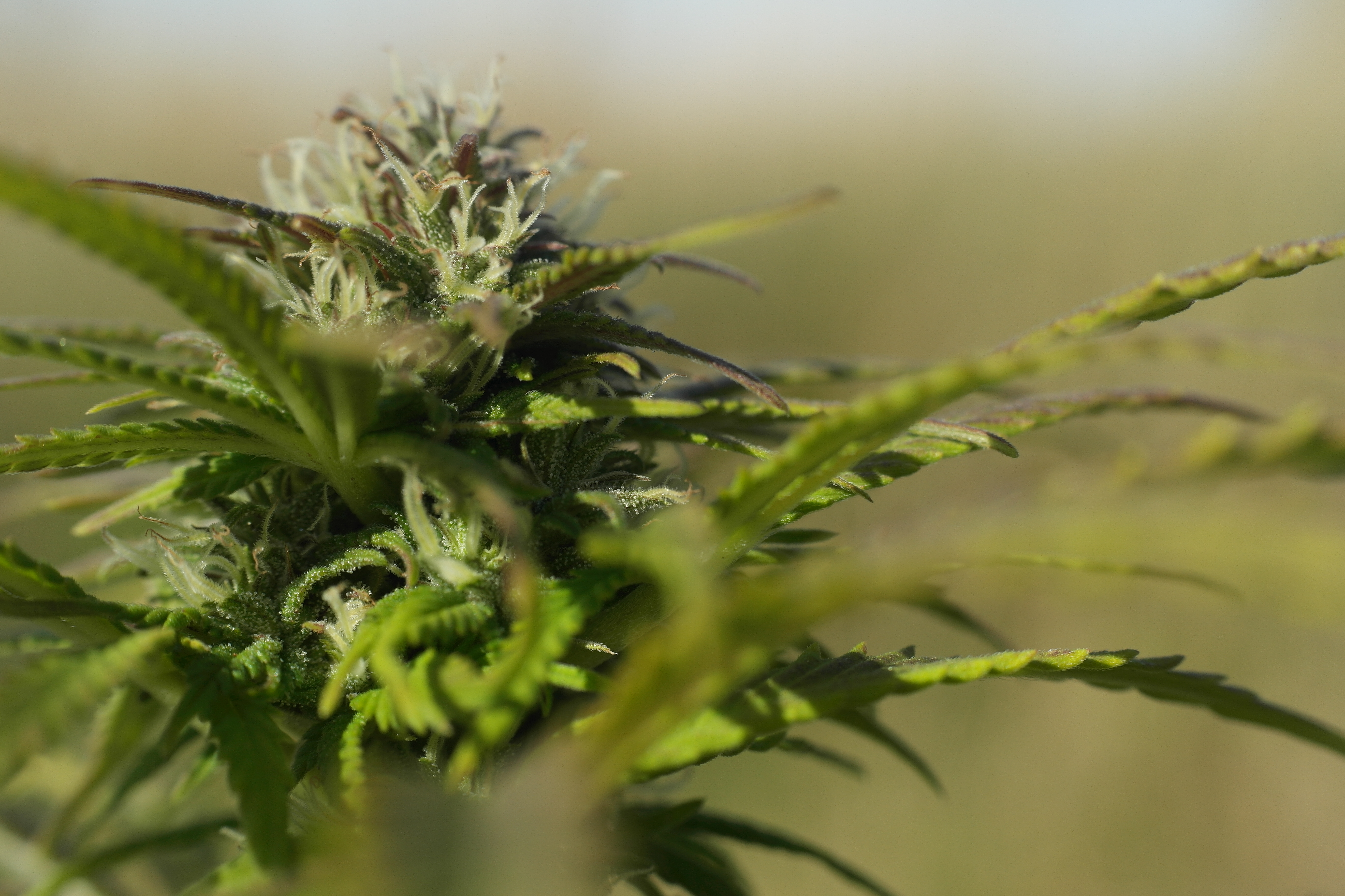 A closeup image of a marijuana plant.