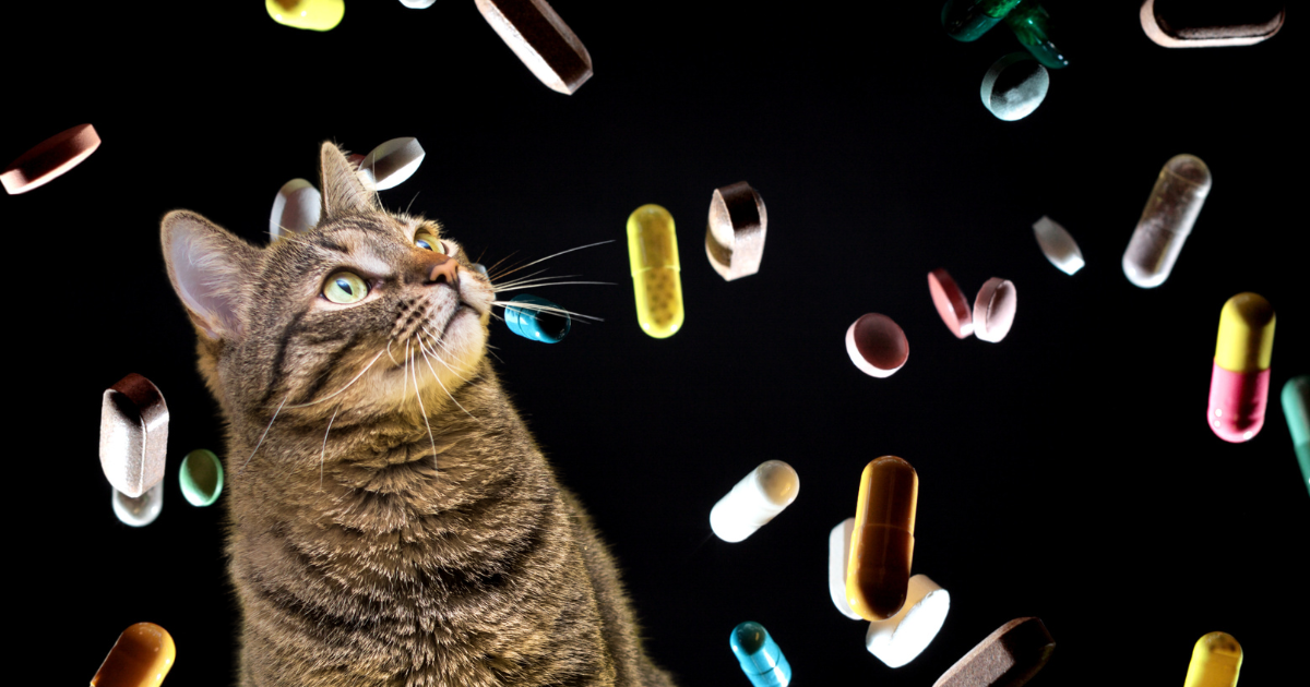 an adult cat watching melatonin pills rain down to help it sleep better